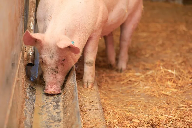 schwein_futter Kraftfutter ist eine Definitionsfrage – und Vergleiche schwierig
