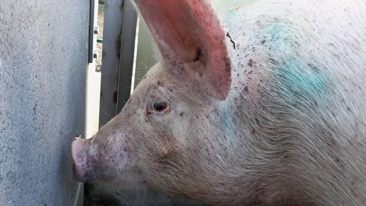 695e8186237a5f7afc7a3667af658a8d98a5738e Auch punktförmige Blutungen am Rüssel und den Ohren sowie rote Augensind Symptome für PDNS. Bild: Jasmin Brauns