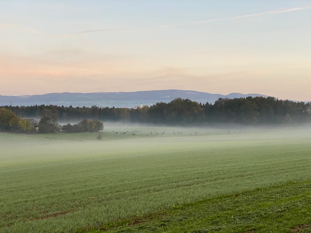 BZ-FRONT-49-SpaeteWeide-sjh «Das eiweissreiche Gras gibt Ertrag an billigem aber qualitativ guten Raufutter»