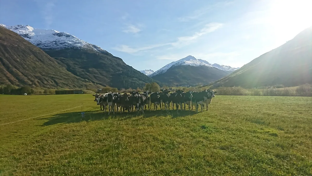 bz-bet4-47-lehrling-sjh Wo im Winter Pistenbullys fahren, stehen im Sommer die Kühe