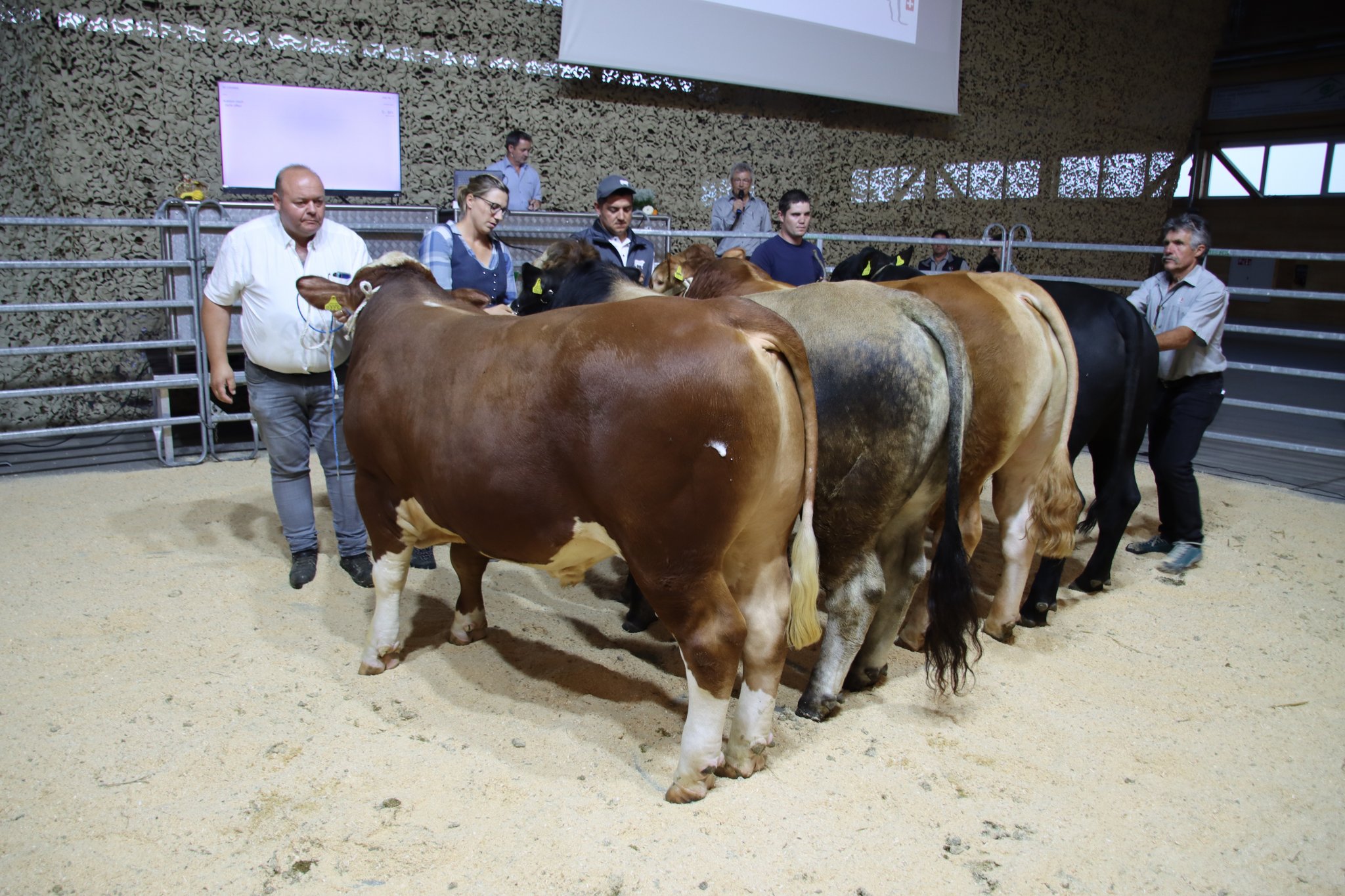 Der teuerste Stier kostete 8400 Franken