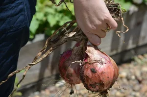 England hat einen derartigen Arbeitskräfte-Mangel in der Landwirtschaft, dass nicht mehr geerntet werden könne. So etwas müsse dank attraktiverer Arbeitsbedingungen in der Schweiz verhindert werden.