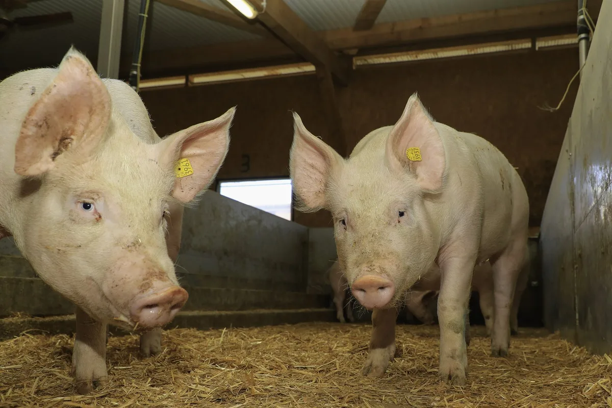 Was tun, wenn Schweine unter der Hitze leiden?