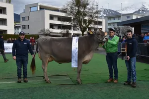 Die Erstmelk-Champion Alenka von Edwin Schirmer aus Goldingen.
