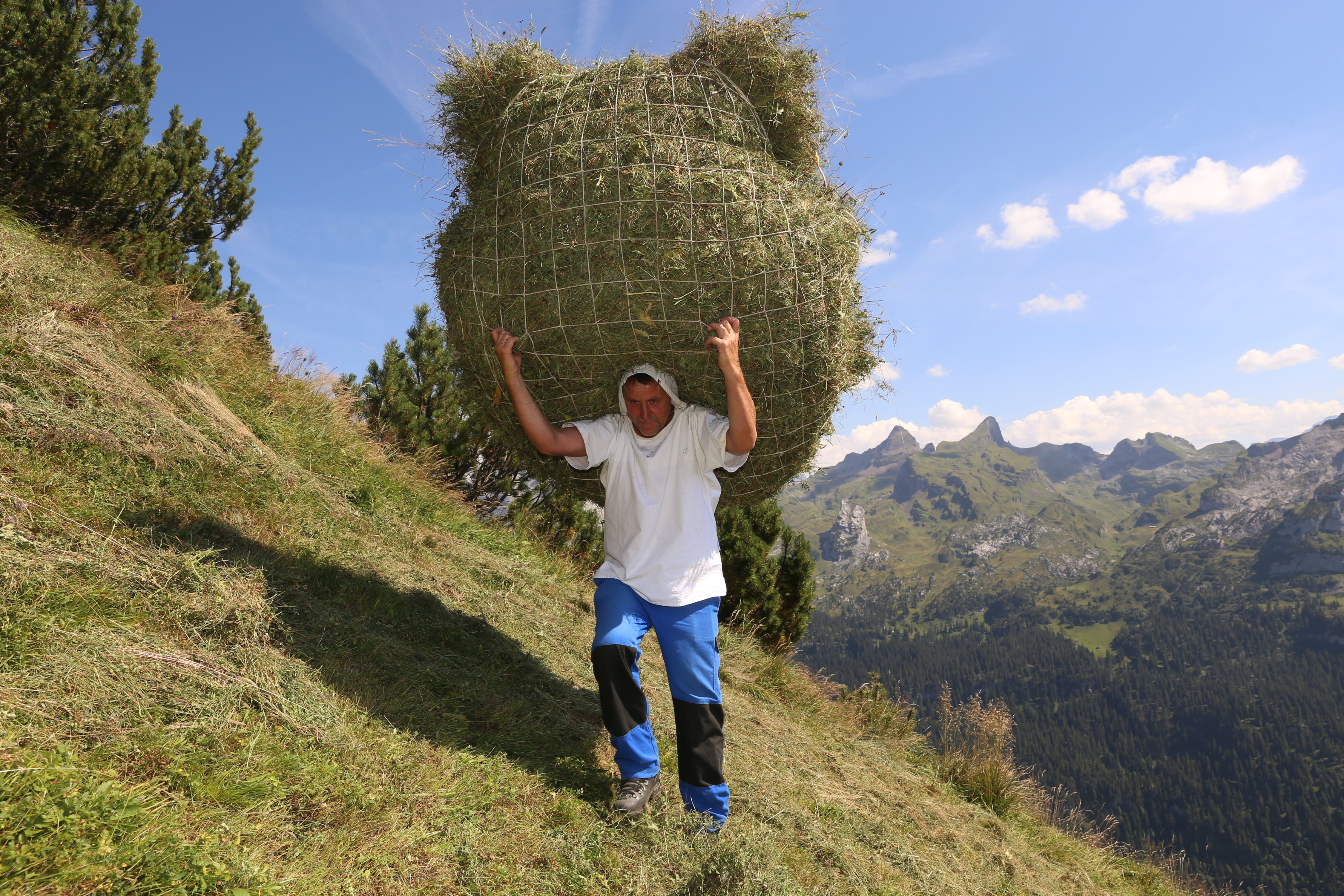 Wildheuer wie Erwin Lüönd sind dieses Jahr gefordert, denn die ausgetrockneten Böden an Südhängen erschweren ihre Arbeit.