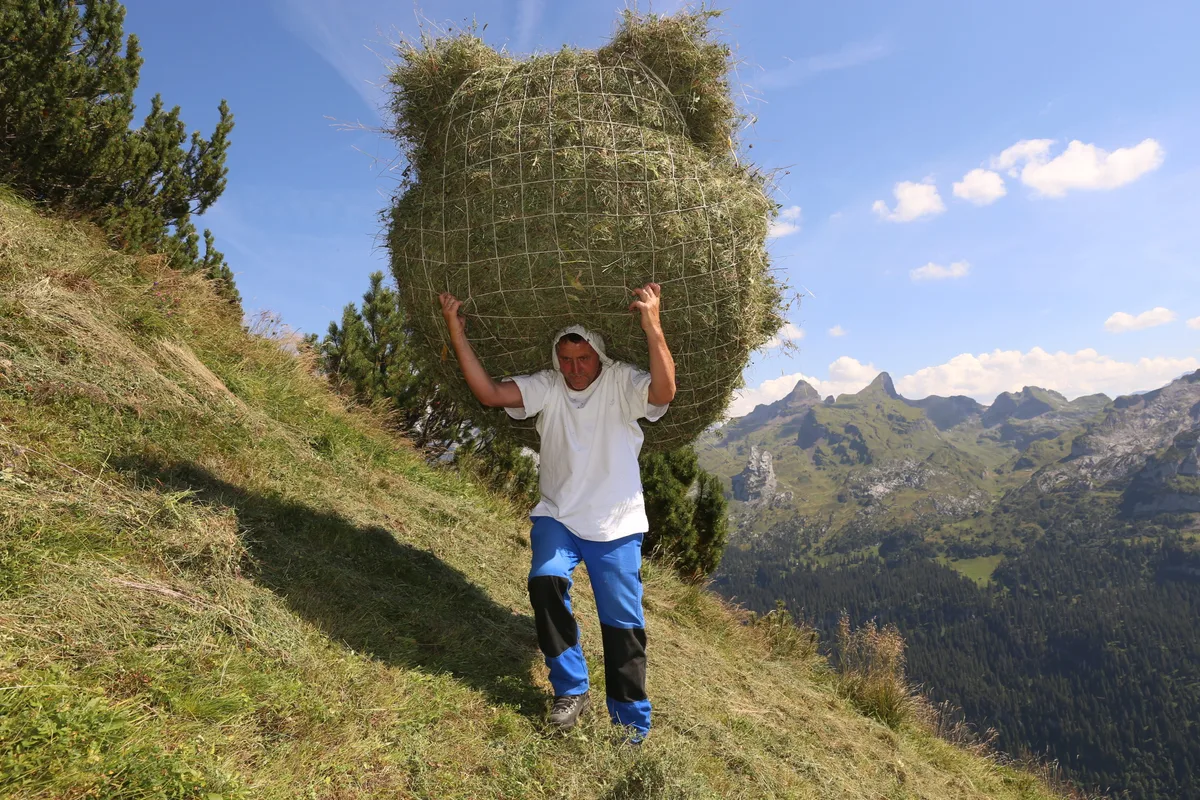 230819_Wildheuer Erwin Luond 168.JPG Wildheuer wie Erwin Lüönd sind dieses Jahr gefordert, denn die ausgetrockneten Böden an Südhängen erschweren ihre Arbeit.