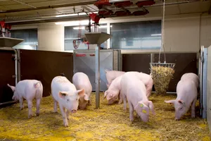 Ein schönes Symbolbild: gesunde Schweine, die idealerweise nur selten behandelt werden müssen.