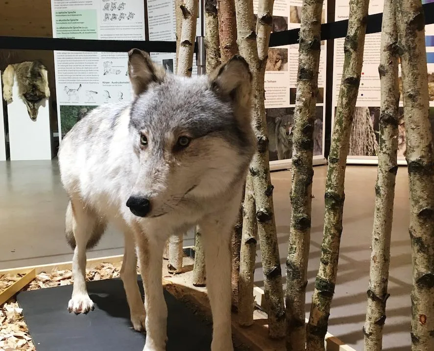 121e766c7c9d65a3f2b29344e5ecbcb9260204db Die Ausstellung soll Unwarheiten und Unsicherheiten zum Thema Wolf klären. (Bild z.V.g.)