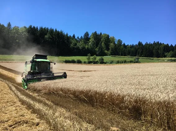9abe1e2d55a7c8d69f5a3a18cae016f057dd707e Der Anbau von Bio-Getreide hat im Aargau Potenzial. (Dominik Binder/landwirtschaft.ch)