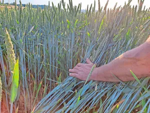 Die Feuchtigkeit und die Kälte während der Blüte wirkten sich im Sortenversuch «verheerend» auf den Ertrag aus.