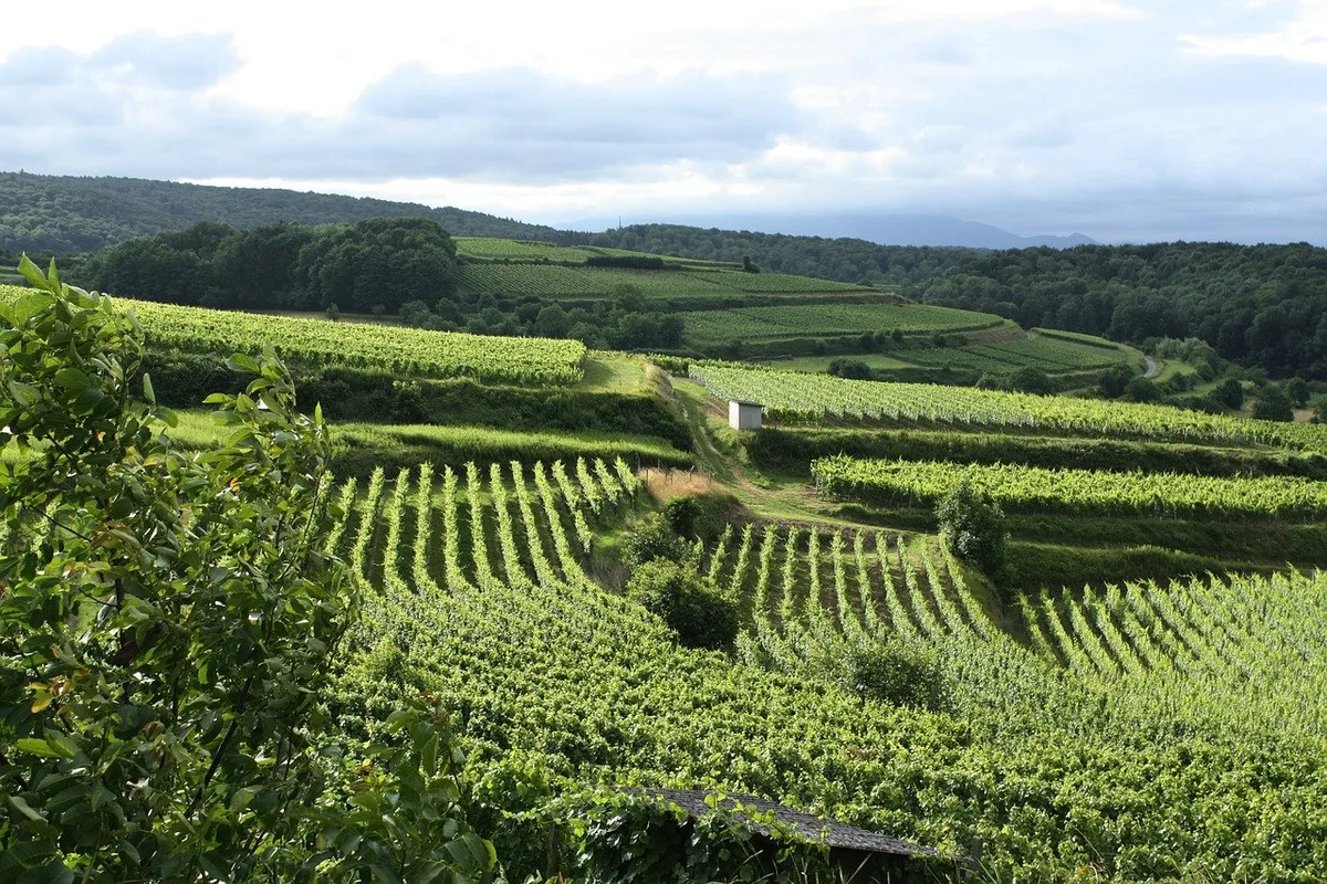 4112a1780f17240f0192804f33fffc4e23c5d0f2 Weinberge am Kaiserstuhl (Deutschland). (Bild Pixabay)