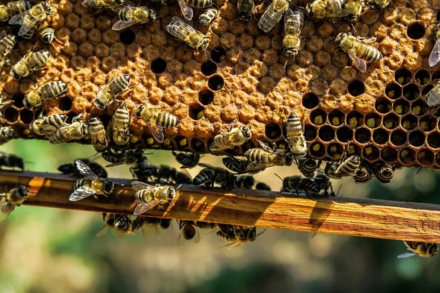 3669927a42a17b5d8fcad663ce2e70e581da98ad Die Bayern wollen Bienensterbe verhindern. (Bild pixabay)