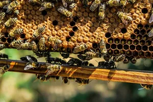 Die Bayern wollen Bienensterbe verhindern. (Bild pixabay)