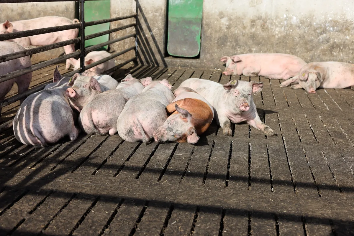 951d959cff867f838464da2fe88700deb3f64b73 Die Schweine können wählen, ob sie lieber im Auslauf oder im Stall liegen. Das Haltungssystem Pigport erfüllt die individuellen Ansprüche der Tiere und fördert ihre Gesundheit. Bild: Peter Röthlisberger