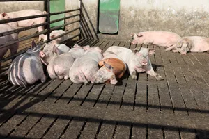 Die Schweine können wählen, ob sie lieber im Auslauf oder im Stall liegen. Das Haltungssystem Pigport erfüllt die individuellen Ansprüche der Tiere und fördert ihre Gesundheit. Bild: Peter Röthlisberger