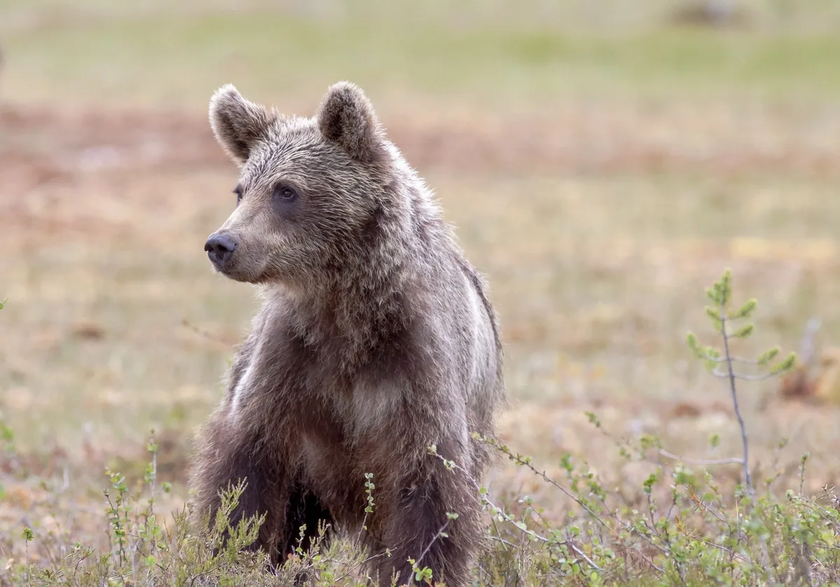 bear-6771842_1920 Ein junger Bär ist im Unterengadin unterwegs