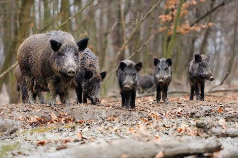 Teilresistente Wildschweine könnten die Verbreitung der Seuche beschleunigen. (Bild BauZ)