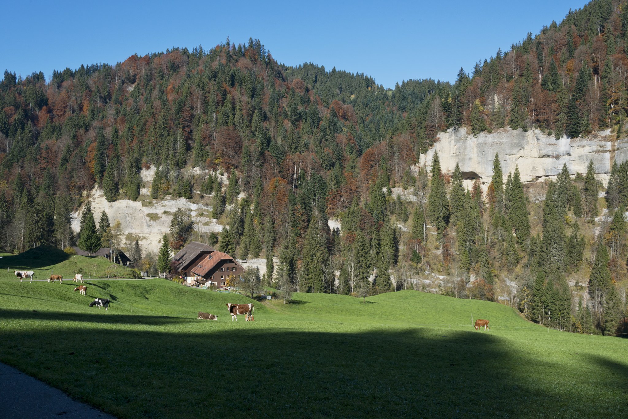 Letztes Jahr gingen 643 landwirtschaftliche Betriebe verloren. (Symbolbild Miriam Kolmann)