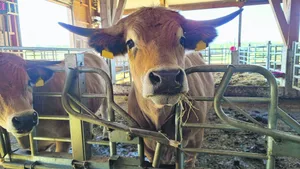 Die Aubracs vom Hasihof in Münchenbuchsee werden zukünftig auf dem eigenen Hof getötet und zerlegt. Die Methode soll bei Tier und Halter den Stress beim Schlachten minimieren.