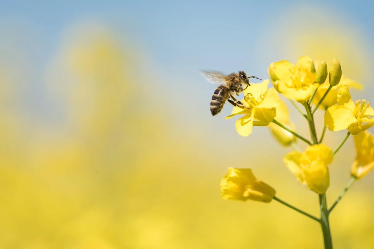 e33bf30deb1154c4eb4c3bf5546d654c59bdb0ca Bienen oder Hummeln könnten künftig in der Schweiz ein biologisches Fungizid z. B. gegen Botrytis in Raps ausbringen. In Florida, USA sind sie seit diesem Jahr bereits im Einsatz. (Bild K. Thalhofer)