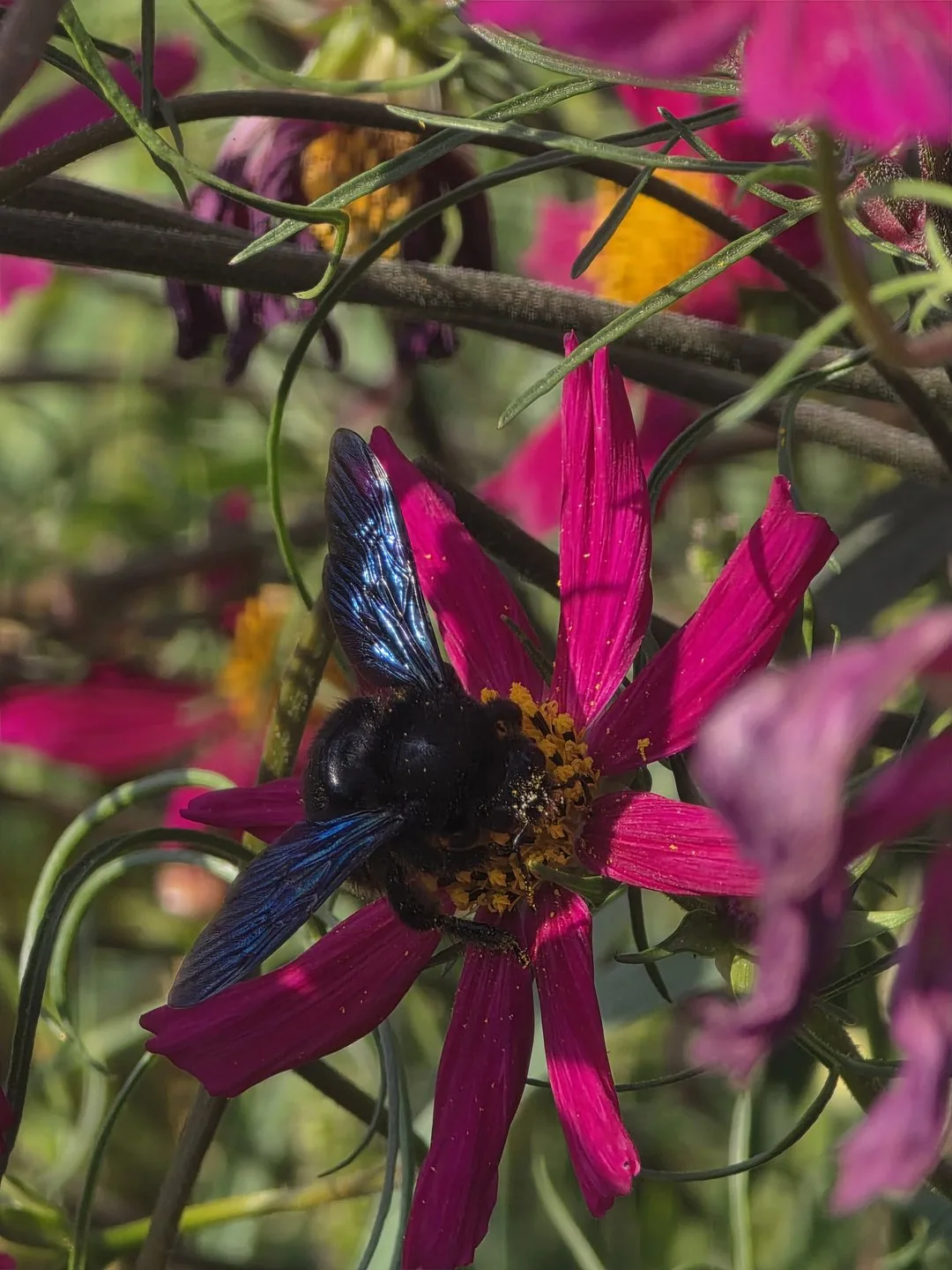 Blauschwarze-Holzbiene-sb Wenn die Holzbiene kommt, ist der Frühling da