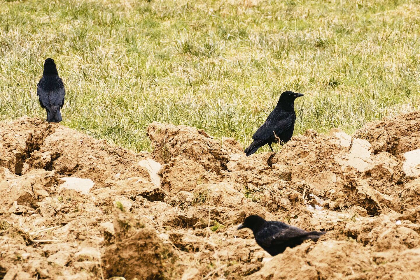 Rabenkrähen auf einem Acker. Zwischen den Abwehrmassnahmen sollte man abwechseln und sie abräumen, sobald nicht mehr benötigt, um einen Gewöhnungseffekt zu verhindern.
