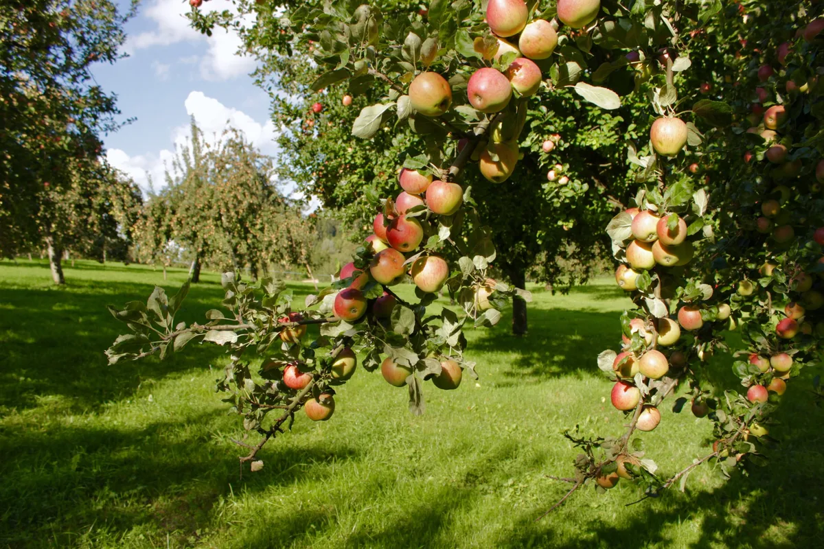 ast_beeriapfel_fructus_mm-scaled Die Obstsorte des Jahres 2022 ist eigensinnig und duftet intensiv