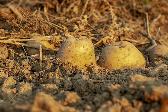 Jetzt wird gross geerntet. (Symbolbild Pixabay)