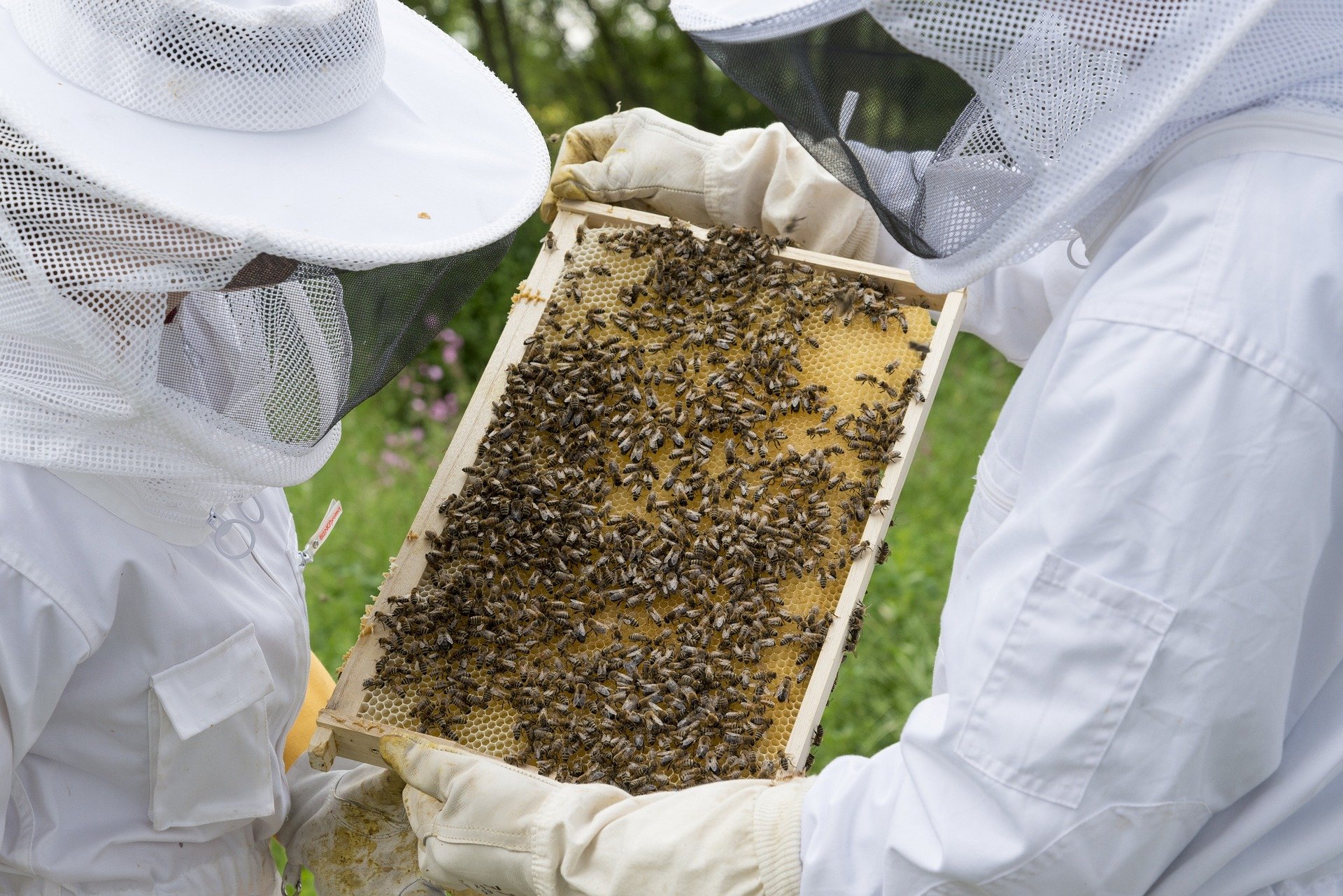 Seit Juli 2022 ist das Behandlungsjournal auch für Bienen Pflicht