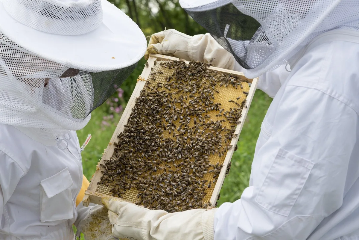 Seit Juli 2022 ist das Behandlungsjournal auch für Bienen Pflicht