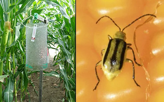 Ein grosses Netz von Pheromon-Fallen erlaubt die Überwachung des Maiswurzelbohrers. (Bild Agroscope)