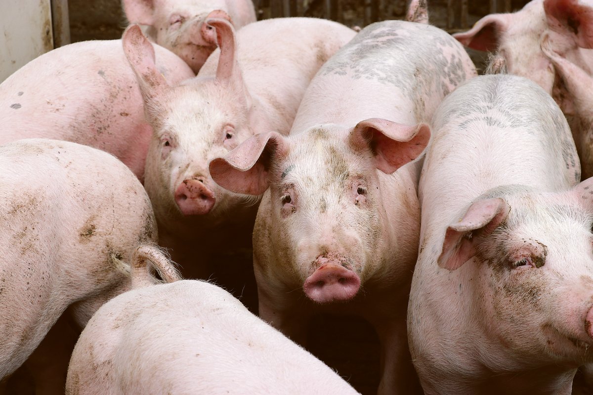 Erstmals seit fünf Jahren hat sich der Jager- sowie der Schlachtschweinepreis wieder erholt. Der brachiale Einbruch während des vergangenen Sommers blieb überraschenderweise aus. (Bild BauZ)