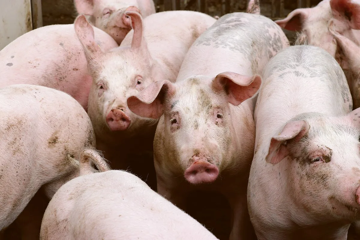 7ff6ef2261fe5b007b7af28780f4d9133b898000 Erstmals seit fünf Jahren hat sich der Jager- sowie der Schlachtschweinepreis wieder erholt. Der brachiale Einbruch während des vergangenen Sommers blieb überraschenderweise aus. (Bild BauZ)