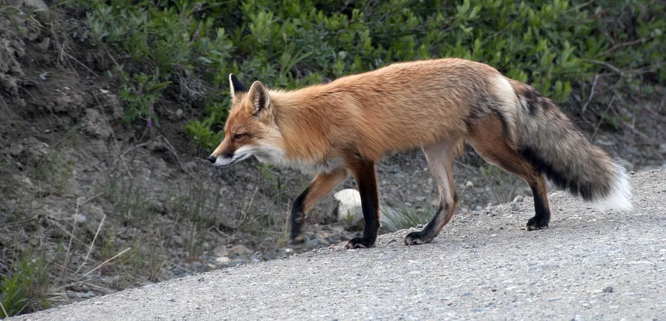efe16f05654ee8922d3975d89e7a803294e4f8d4 Achtung im Oktober, November und Dezember: Wenn die Tage kürzer werden, sind Fuchs, Wildschwein, Hirsch und Reh manchmal zusammen unterwegs. (Symbolbild Pixabay)