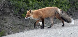 Achtung im Oktober, November und Dezember: Wenn die Tage kürzer werden, sind Fuchs, Wildschwein, Hirsch und Reh manchmal zusammen unterwegs. (Symbolbild Pixabay)