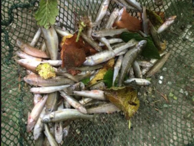 36c0f8c33e7469eabe36f5984e7a42d4790b57ee 250 Fische vereendeten im Russgraben. (Bild Kapo Schaffhausen)
