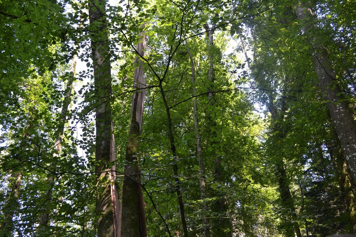 DSC_0017-1600px Baum stürzt auf Frau und verletzt sie schwer