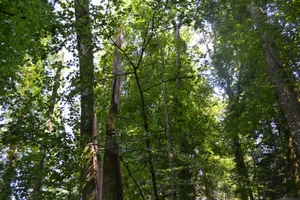 Eine Frau wurde von einem umstürzenden Baum getroffen und dabei erheblich verletzt.