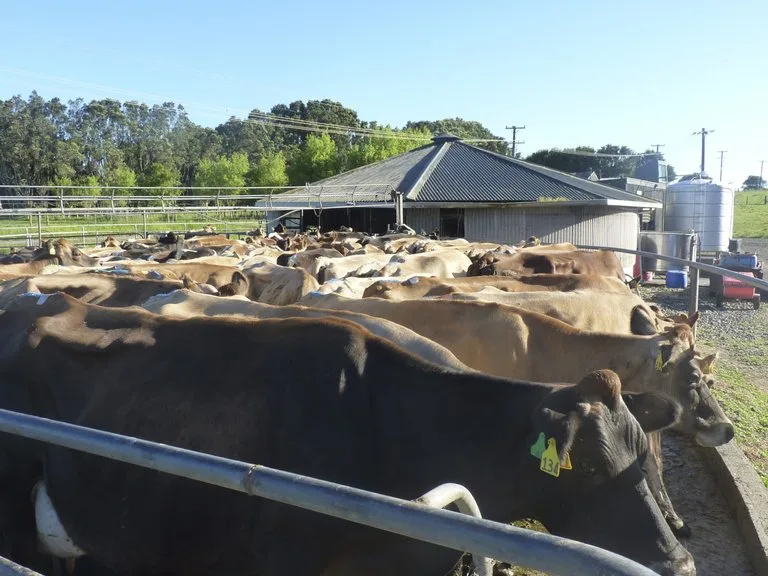 900a53f6455faa663ae74ffd47685e6064428e2e Kein Land exportiert mehr Milch als Neuseeland. (Symbolbild/lid)