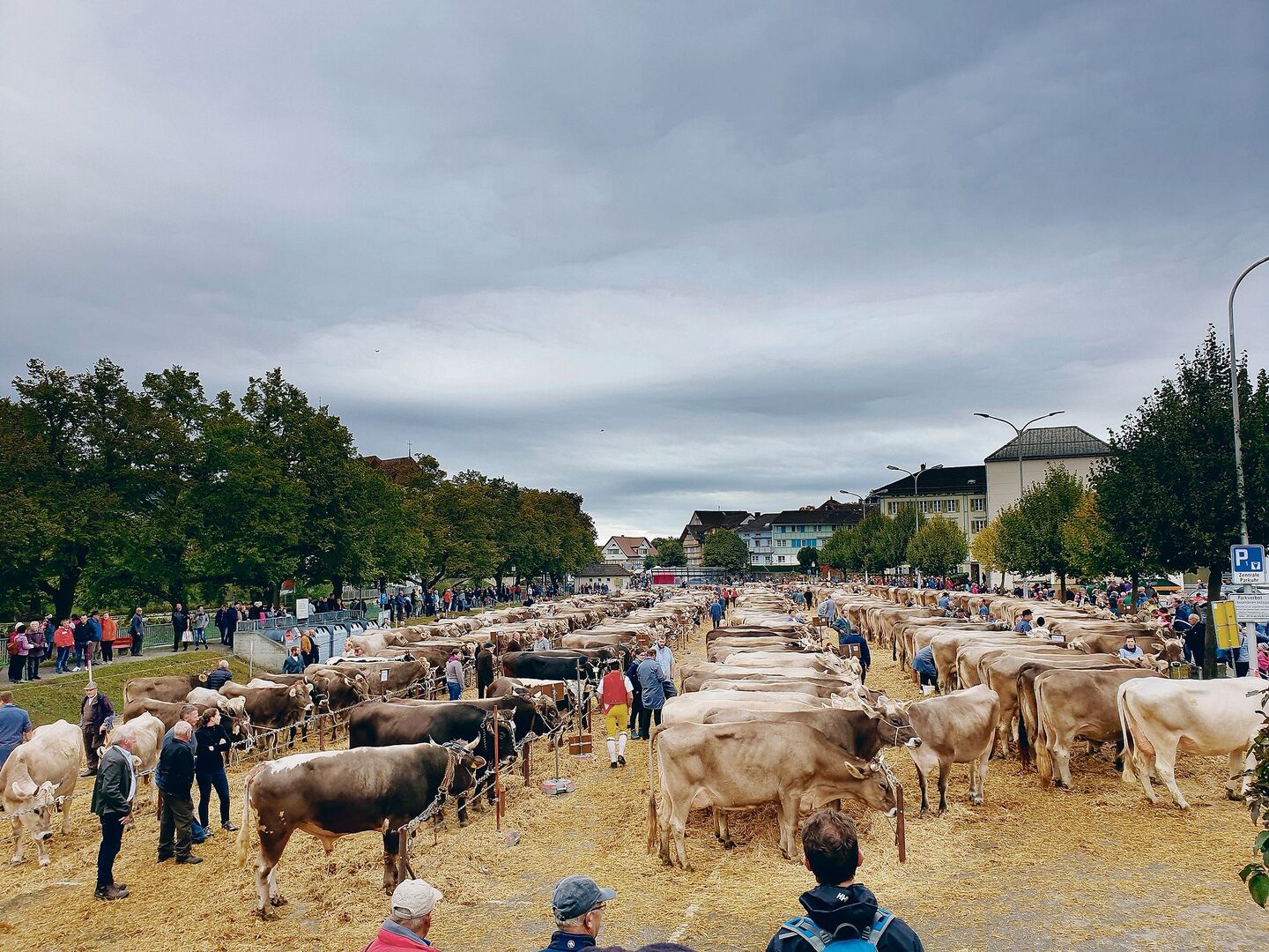 Die Vorfreude auf die Gemeindeviehschauen ist gross