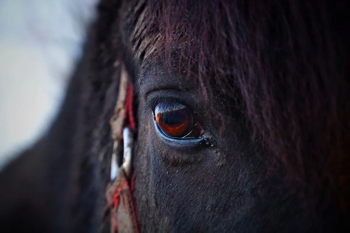 horse-gc3c0b7122_1920 «Kein akutes Tierleid»: Laut Verteidiger war Hefenhofen-Hof in gutem Zustand