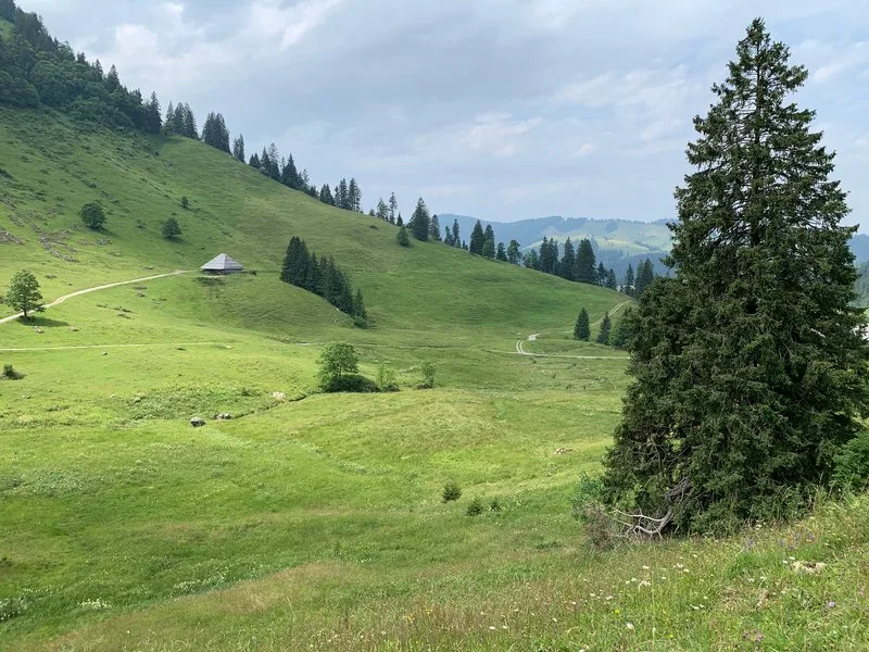 alp_hohgant-800px Der Weg scheint frei für eine Bestandesregulierung beim Wolf