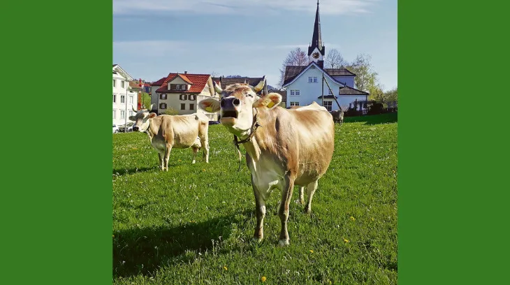 fa4519c25607f2ba7ac5e01d9f4970c1bbcf3ae1 Wenn es nach dem Verein Arbeitskreis Kirche und Tiere geht, sollen Kühe Hörner tragen und nicht unbedingt auf einem Grill landen. Die Organisation sensibilisiert Kirchgemeinden darauf, dass Tiere fühlende Mitgeschöpfe sind. (Symbolbild Andrea Knaus)