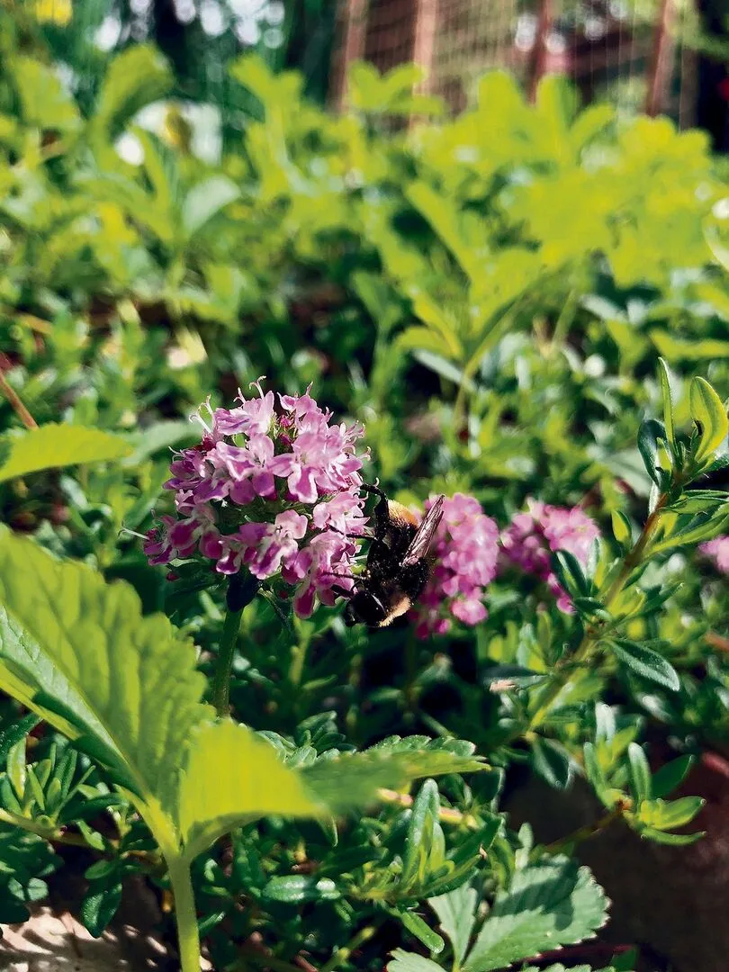 569a55ef76b148c70fdd95e19fd4a517e0d998d03856ecb7312681614de74b60 Wildbienen sind wählerischer als Honigbienen. Hier besucht eine Wildbiene die Blüten des wilden Thymians.