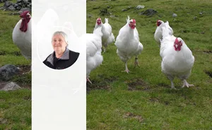 Barbara Jakob vom Züchterverein für ursprüngliches Nutzgeflügel ZUN stellt fest, dass in der Landwirtschaft das Interesse am Schweizerhuhn zunimmt.