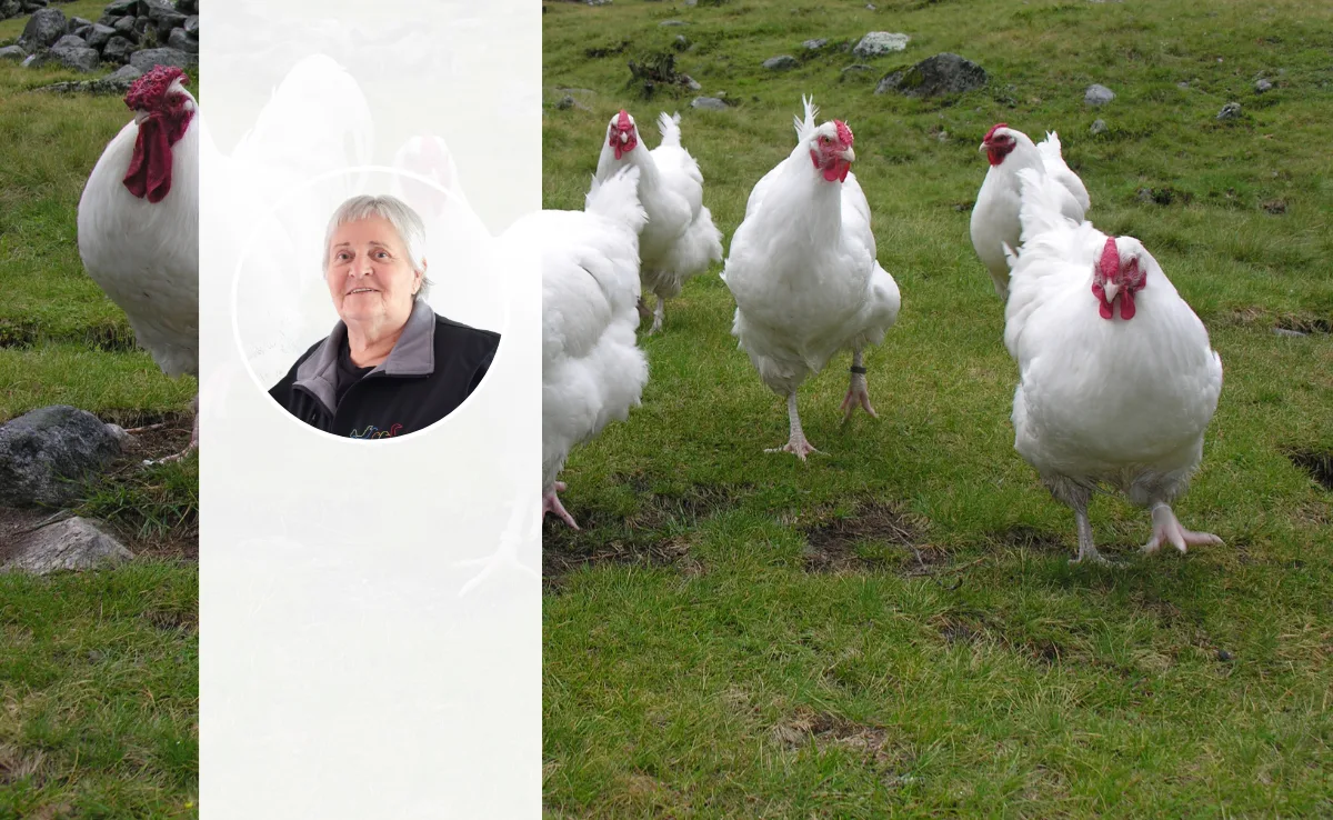 DG_online_Schweizerhuhn_Nachgefragt Eine Gruppe Schweizerhühner auf der Weide, im Vordergrund das Foto von Barbara Jakob.