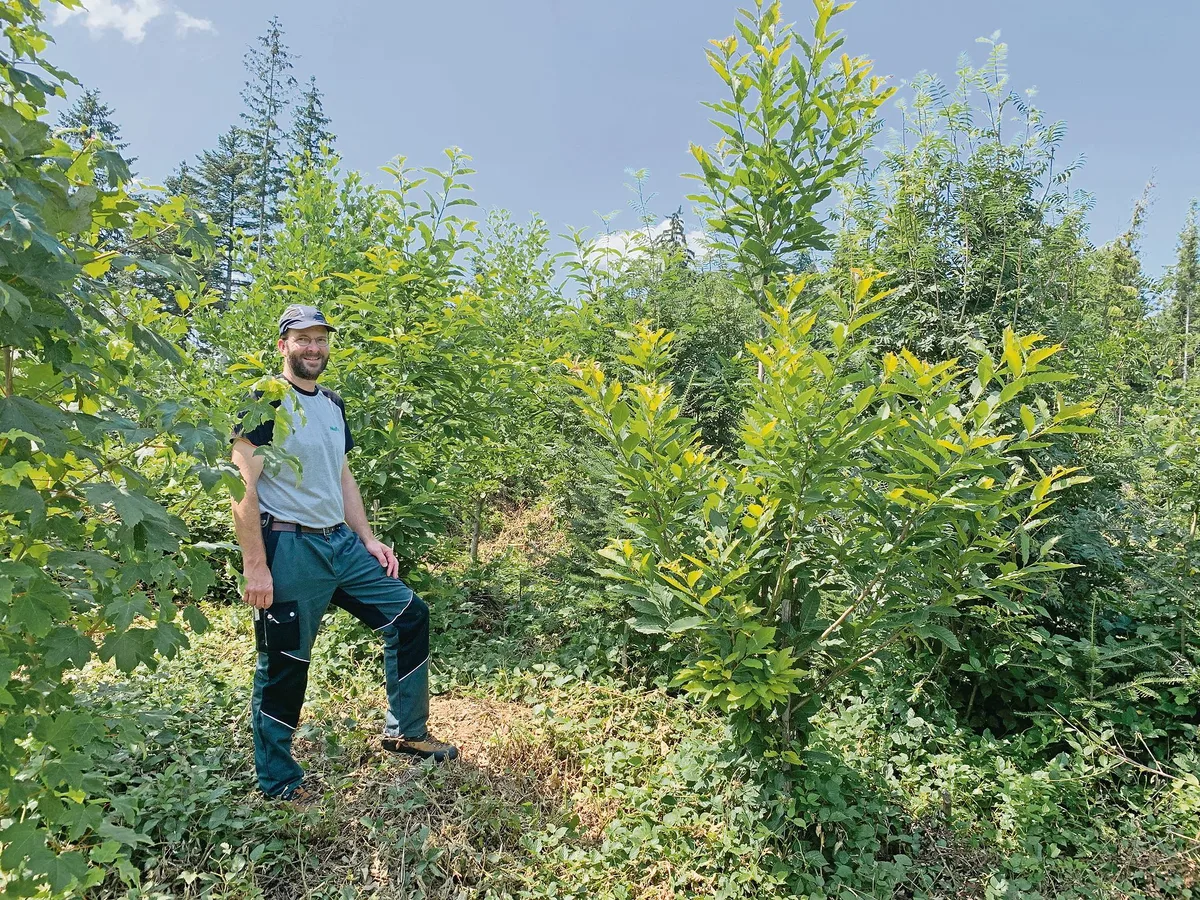 f9529cdec8ea5f5613e9bd209313d09ea6f3625f Martin Hafner von der Napfholz GmbH im noch jungen Wald mit 70 Prozent Laubholzanteil. Hier wurden auf einer Burglind-Sturmfläche viele neue Bäume gepflanzt, die schon prächtig gedeihen. (Bilder Josef Scherer)