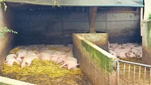 Beim Beratungsbesuch liegen die Endmasttiere entspannt und zeigen ein korrektes Liegeverhalten.