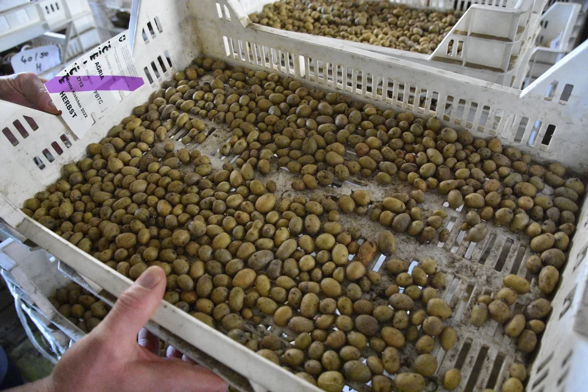 Genug Schweizer Pflanzkartoffeln – und trotzdem wird importiert