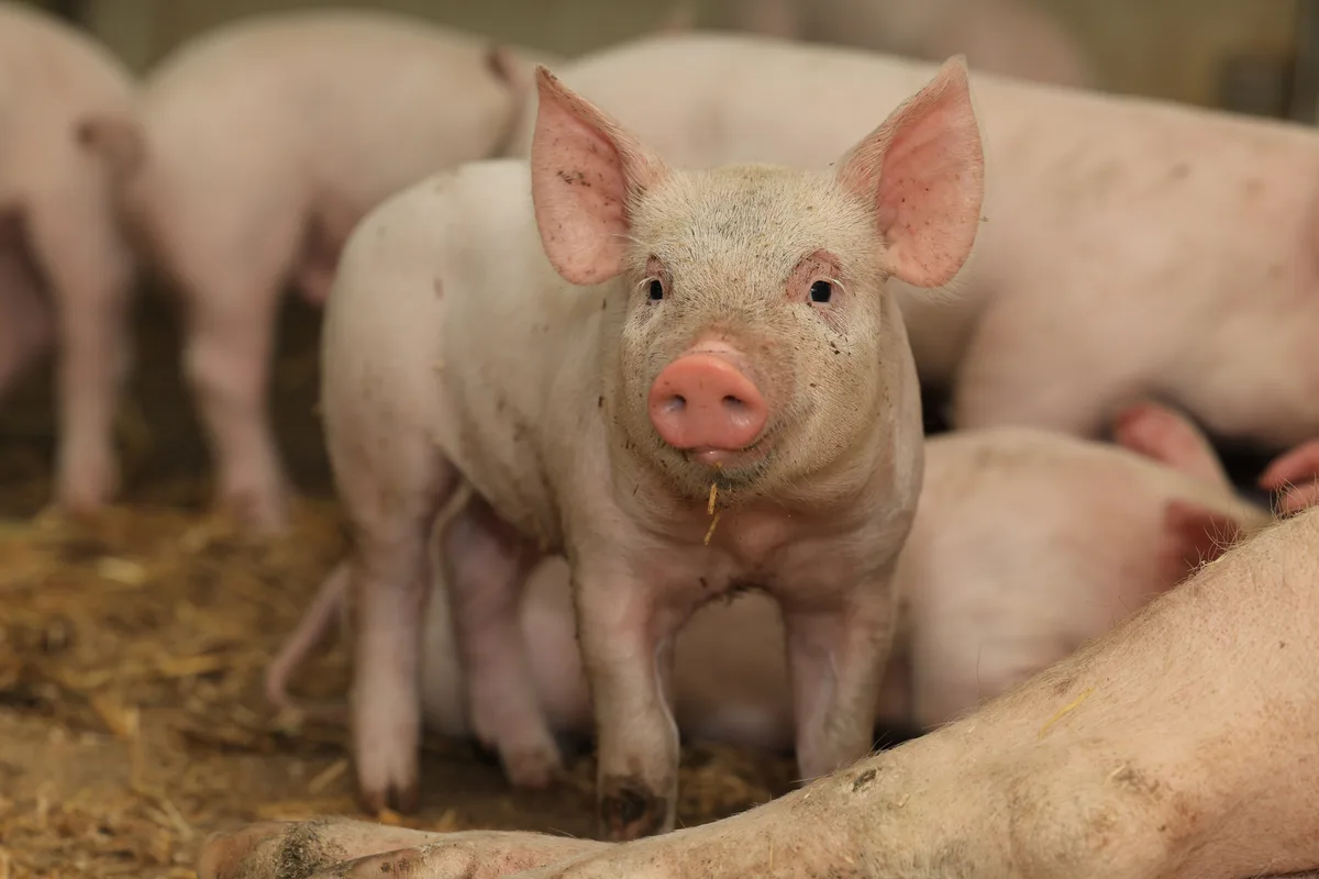 Was zu viel ist, muss weg. Die Schweiz exportiert Schweine in deutsche Schlachthöfe. Die Publikumsmedien schauen hin.